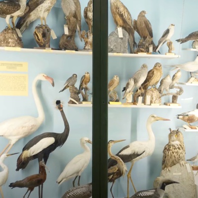 LookUp Museo storia naturale